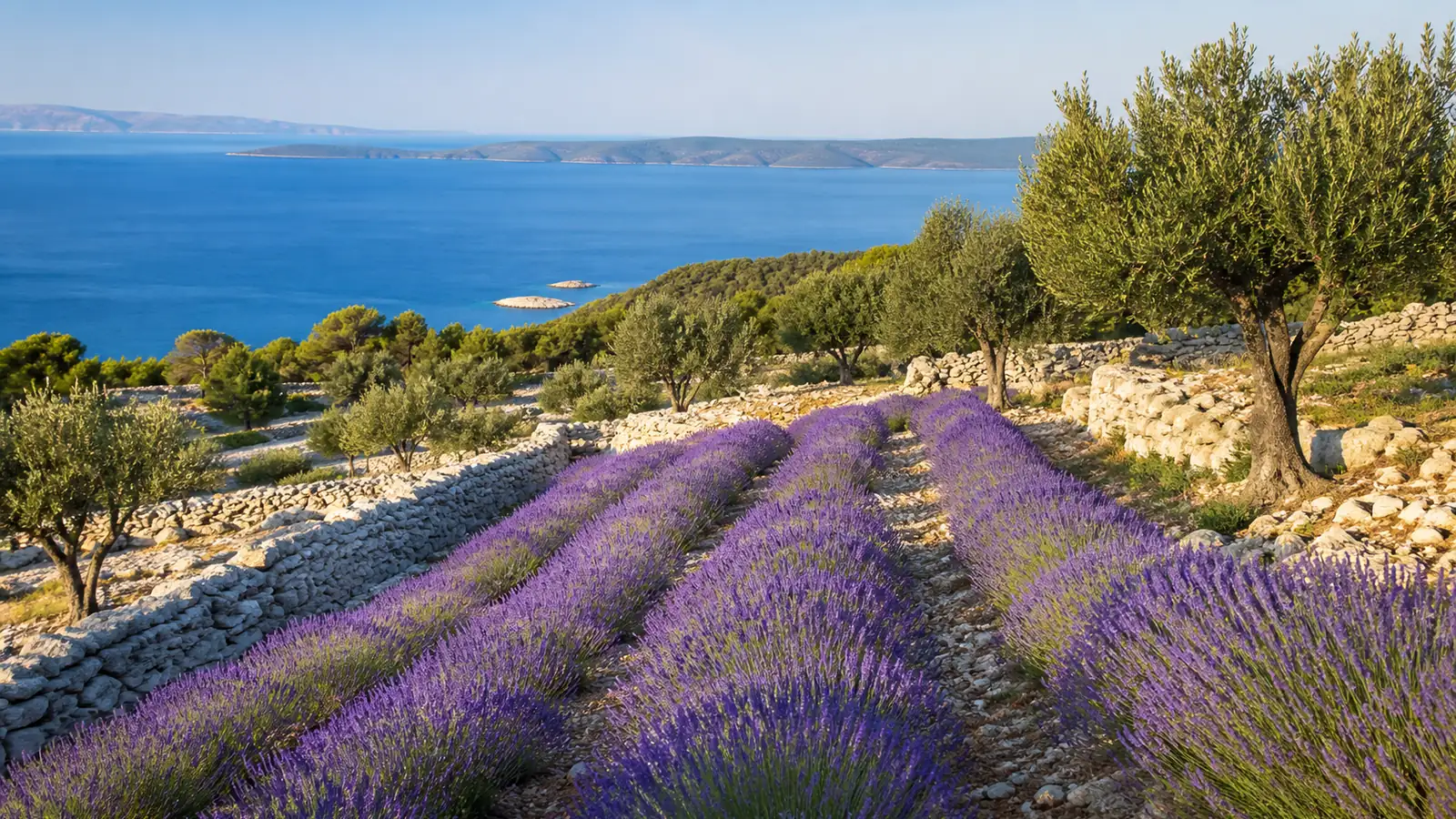 Blühende Lavendelfelder auf einer Hochfläche der Insel Hvar